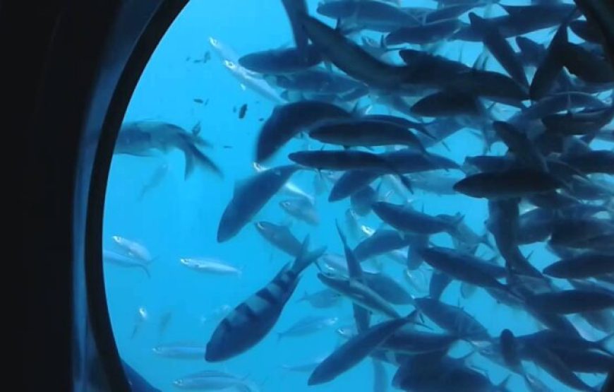 Makadi Bay: Sea Scope Submarine Trip With Drinks And Snorkeling
