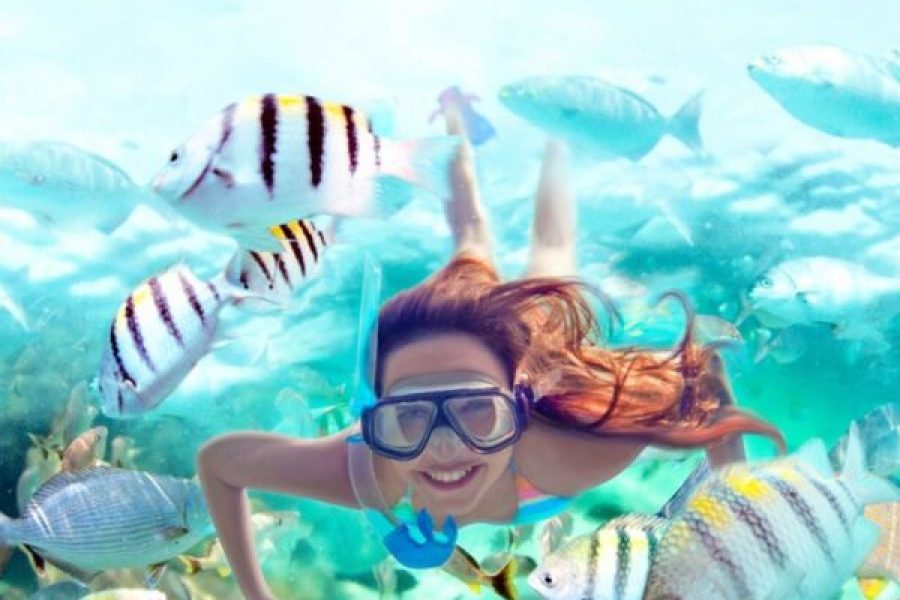 Hurghada: Speedboat Dolphin Watching And Snorkeling Tour