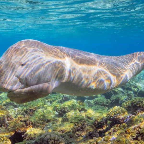 191129111041-03-wildlife-red-sea-dugong-near-marsa-alam-photo-courtesy-eta-800x450