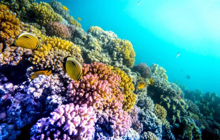 El Gouna: Giftun Island Snorkeling Trip With Lunch