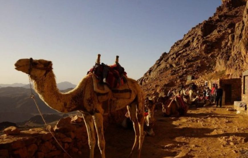 From Dahab: Mount Moses Sunrise And St. Catherine’s Monastery