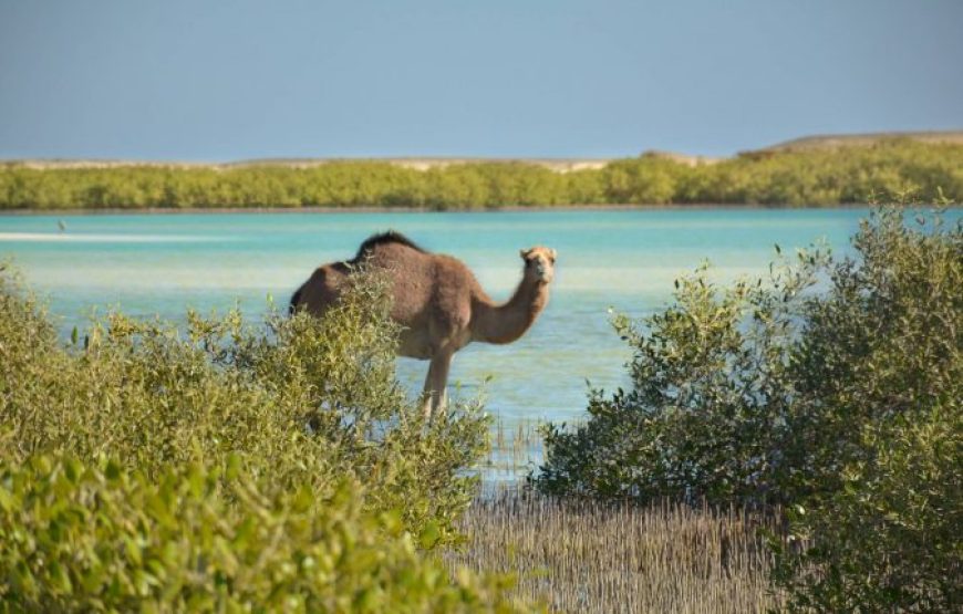Marsa Alam: Day Trip At Wadi El Gemal National Park