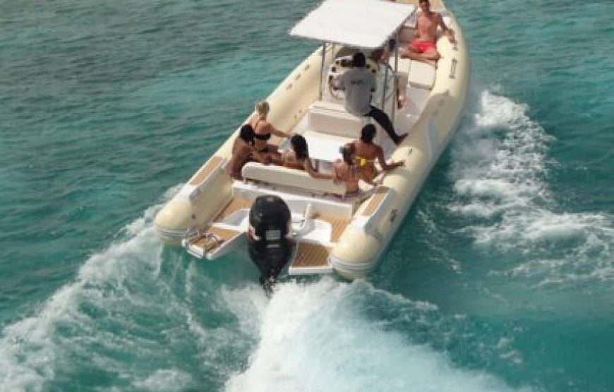 Hurghada: Speedboat Dolphin Watching And Snorkeling Tour