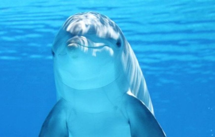 Soma Bay: Dolphin House Snorkeling Day Tour With Lunch And Drinks