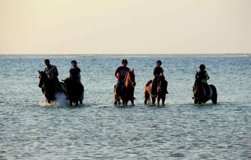 Makadi Bay: Horse Ridding Along The Sea With Swimming
