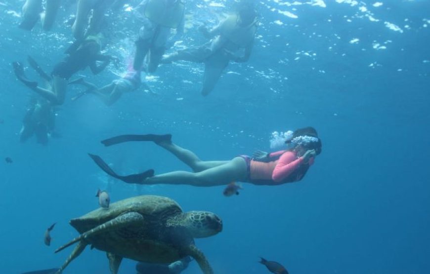 Soma Bay: Dolphin House Snorkeling Day Tour With Lunch And Drinks