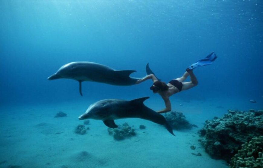 Hurghada: Speedboat Dolphin Watching And Snorkeling Tour