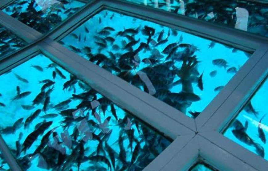 Sharm El Sheikh: Glass Bottom Boat Trip