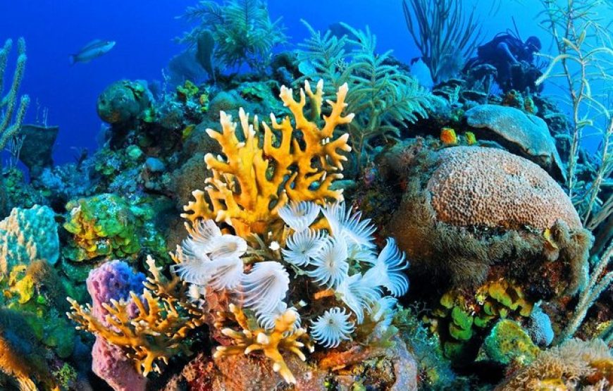 Sharm El Sheikh: White Island – Ras Mohammed National Park