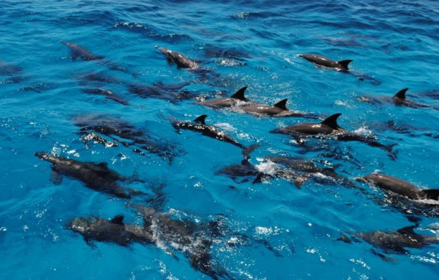Soma Bay: Dolphin House Snorkeling Day Tour With Lunch And Drinks