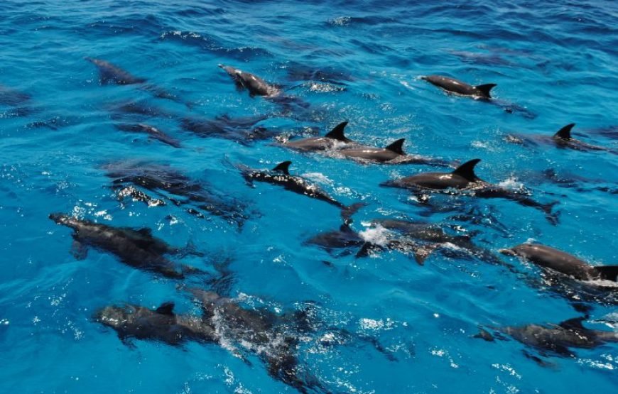 El Gouna: Utopia Island Snorkeling Trip With Lunch
