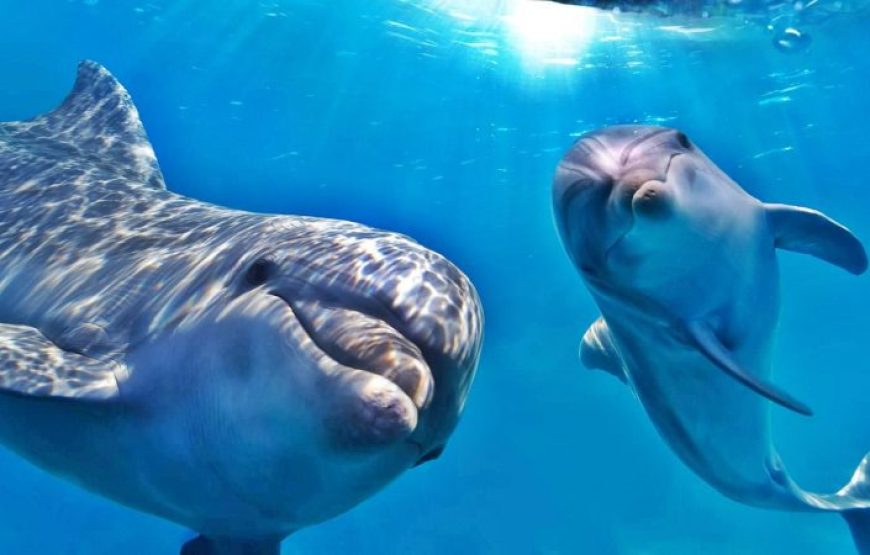 Makadi Bay Dolphin House: Unforgettable Snorkeling Adventure with Lunch