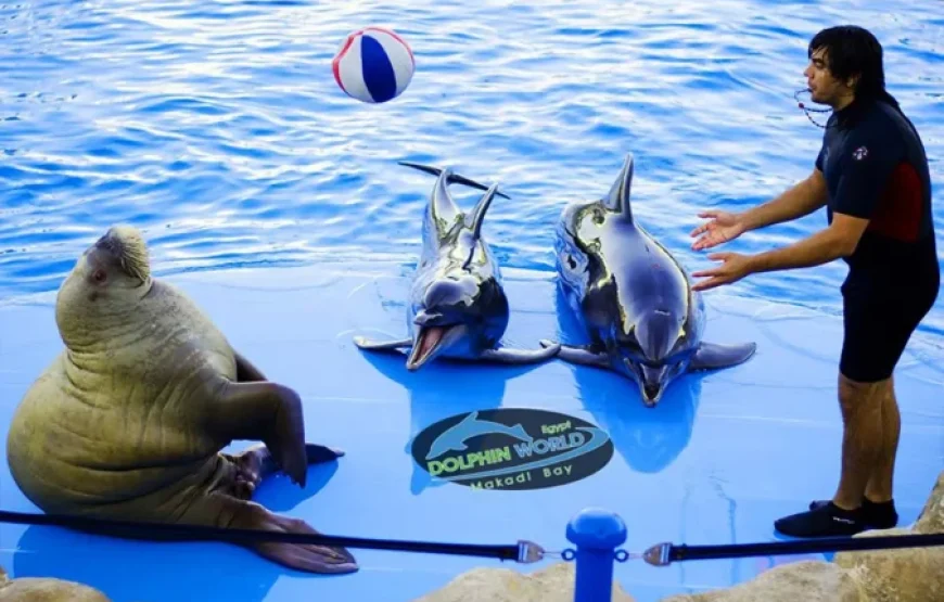 Hurghada: 2 In 1 Trip Dolphin World Show And Mini Egypt Park