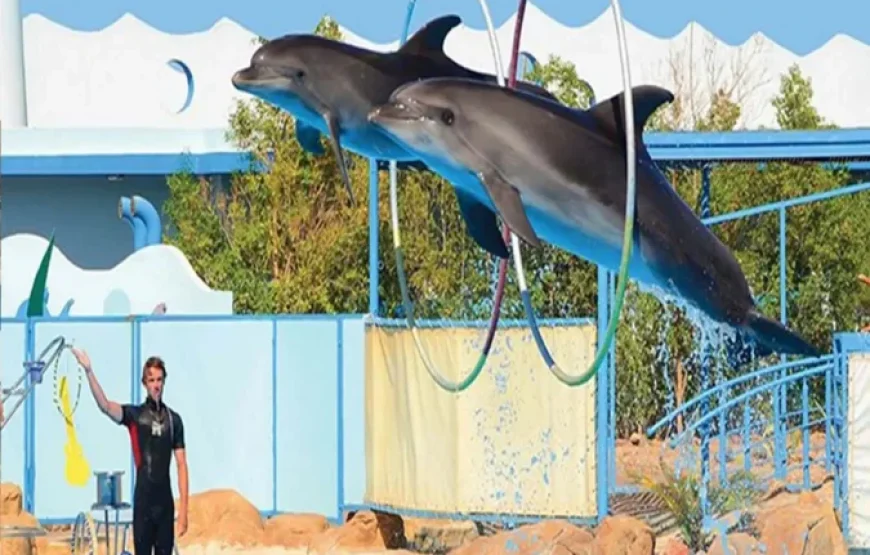 Hurghada: 2 In 1 Trip Dolphin World Show And Mini Egypt Park