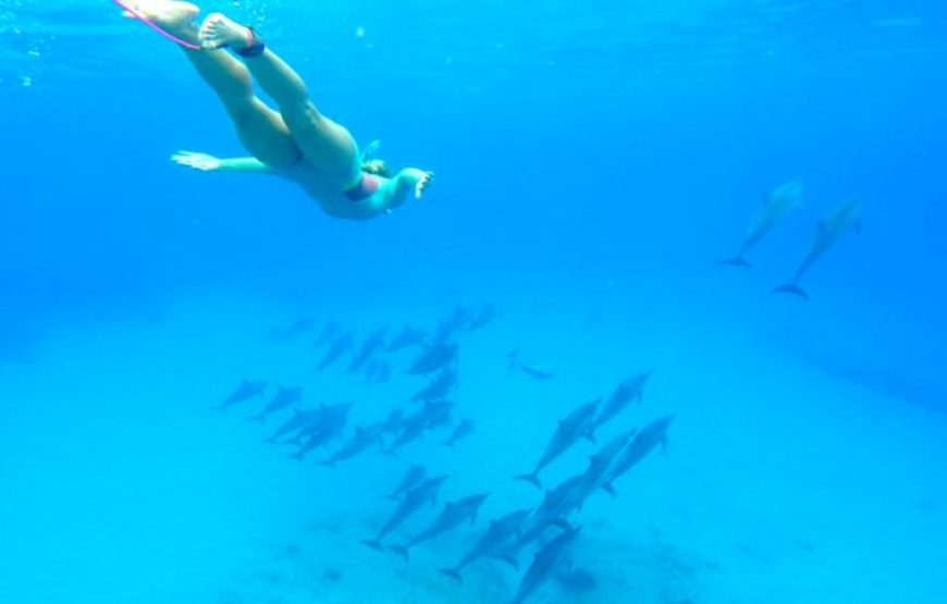 Makadi Bay Dolphin House: Unforgettable Snorkeling Adventure with Lunch