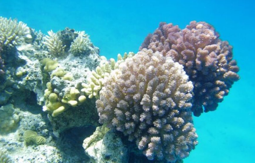 Makadi Bay: Sunrise Quad Bike Adventure And Giftun Island Snorkeling Trip