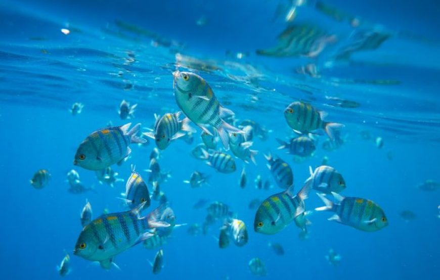 Hurghada: For Family’s With Children 3 Tours Package – Royal Sea Scope, Grand Aquarium And Orange Bay Island