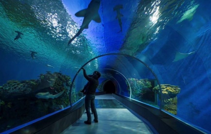 Hurghada: For Family’s With Children 3 Tours Package – Royal Sea Scope, Grand Aquarium And Orange Bay Island
