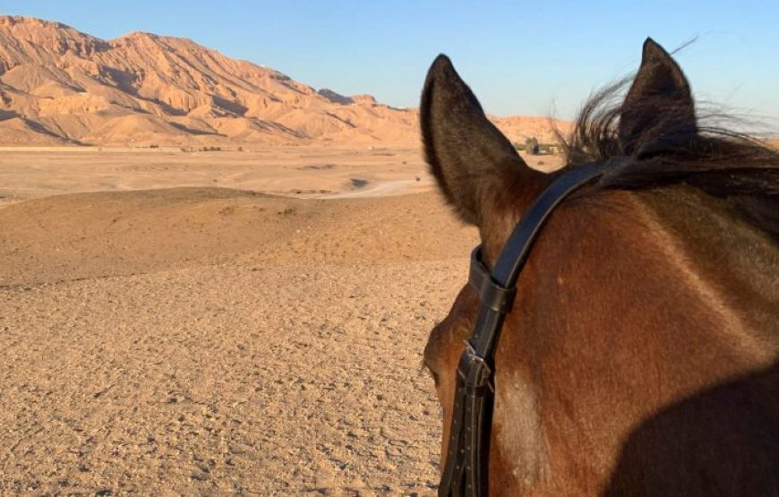 Dahab: Horse Riding