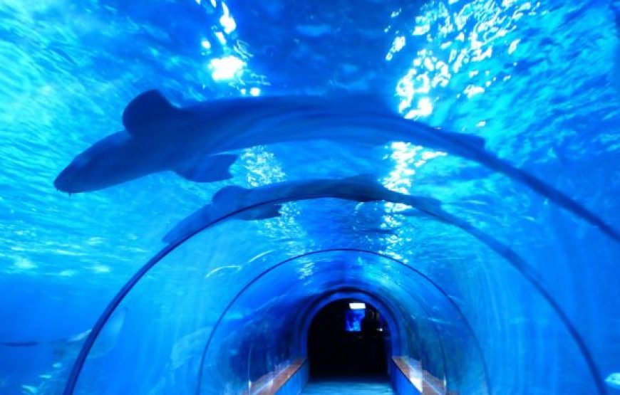 Hurghada: For Family’s With Children 3 Tours Package – Royal Sea Scope, Grand Aquarium And Orange Bay Island