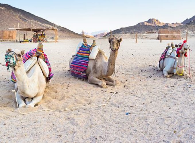 Marsa Alam: Sunset Quad Bike & Safari Tour BBC Dinner And Desert Show
