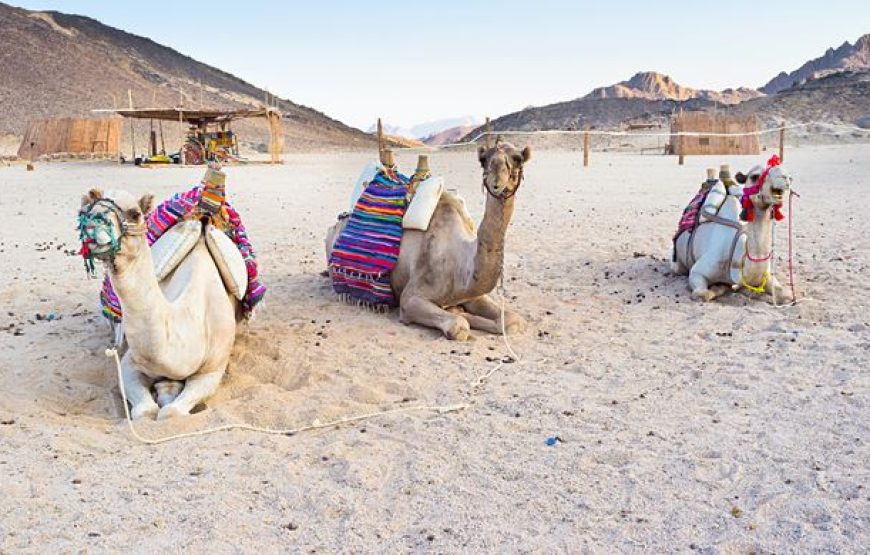 Marsa Alam: Sunset Quad Bike & Safari Tour BBC Dinner And Desert Show