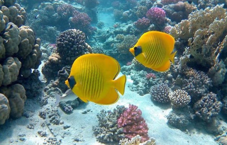 Dahab: Half Or Full Day Boat Trip