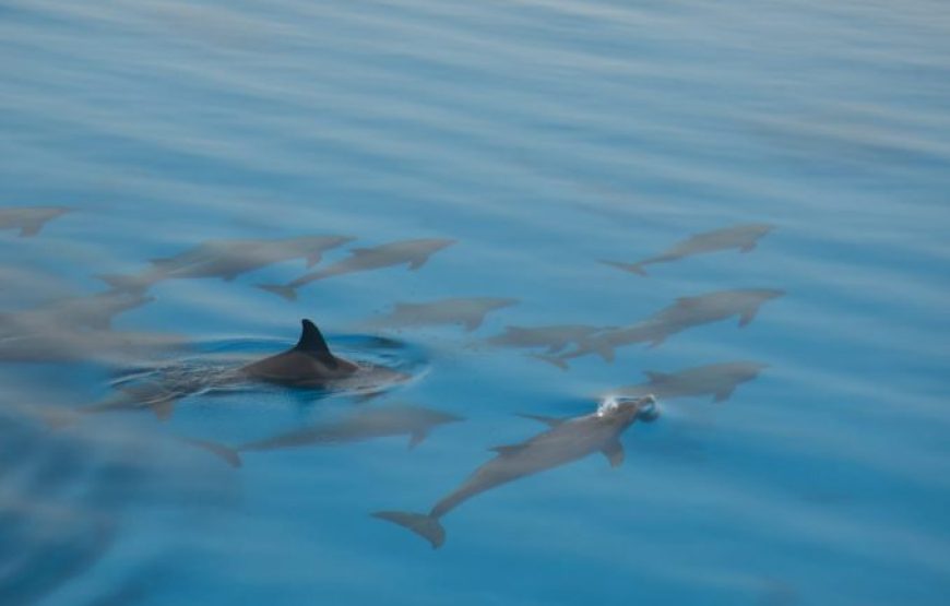 Hurghada: Sea Package 3 Tours – Orange Island, Dolphin House, Utopia Island