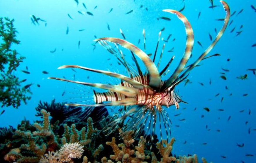 El Gouna: Tour de buceo
