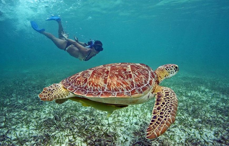Marsa Alam: Snorkeling Trip With Dugong And Turtles
