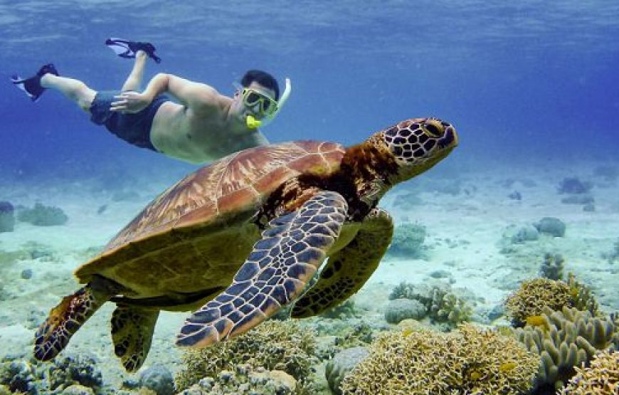 Marsa Alam: Snorkeling Trip With Dugong And Turtles