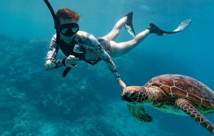 Marsa Alam: Snorkeling Trip With Dugong And Turtles