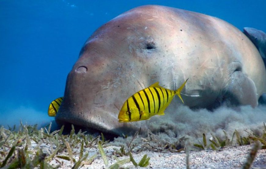 Marsa Alam: Snorkeling Trip With Dugong And Turtles