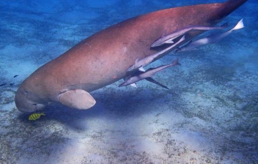 Marsa Alam: Snorkeling Trip With Dugong And Turtles