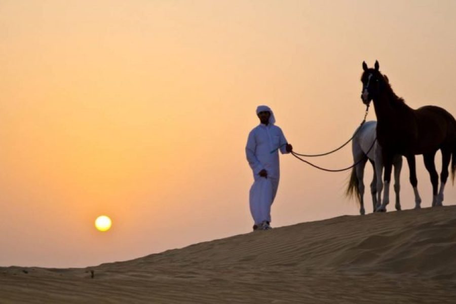 Soma Bay: Horse Riding Private 2 Hours With Guide