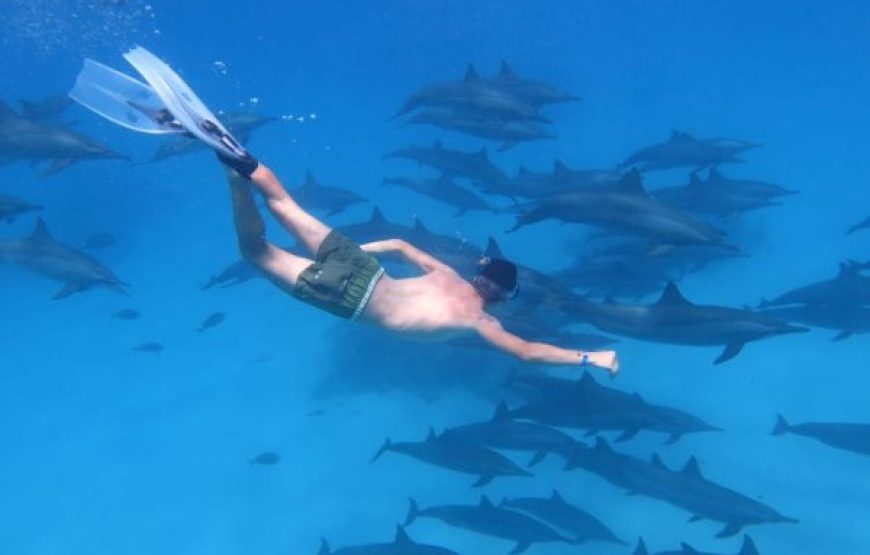 Marsa Alam: Snorkeling And Diving Boat Trip At Coral Garden Reefs