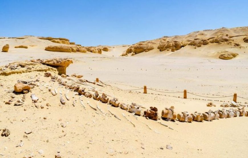 Cairo: Wadi El Hitan (Whale Valley) Desert Safari, Camel Ride & BBQ