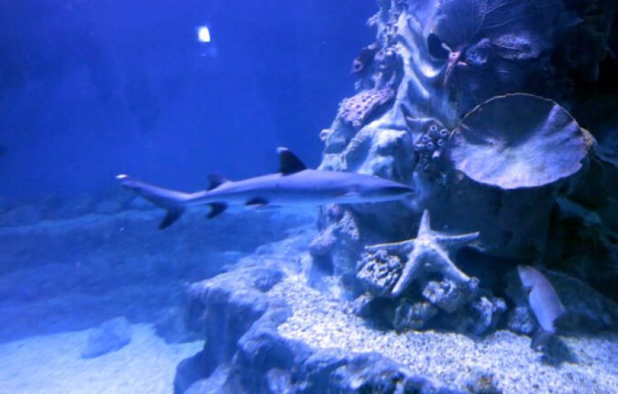 Hurghada: Grand Aquarium Entry Tickets And Transfer
