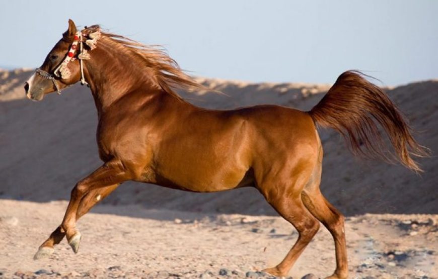 Dahab: Horse Riding
