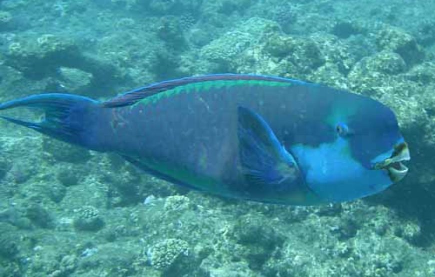 Sharm El Sheikh: Glass Bottom Boat Trip