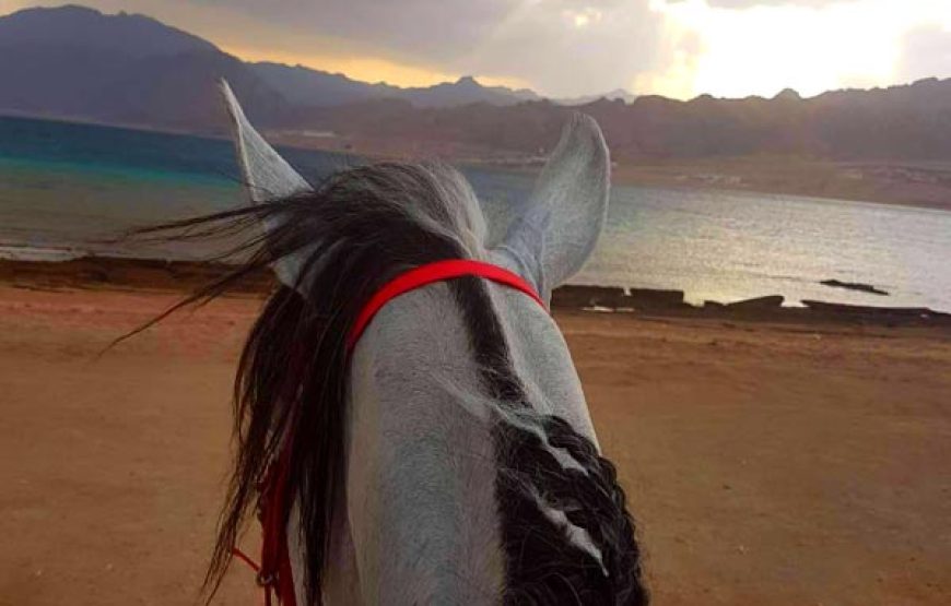 Dahab: Horse Riding