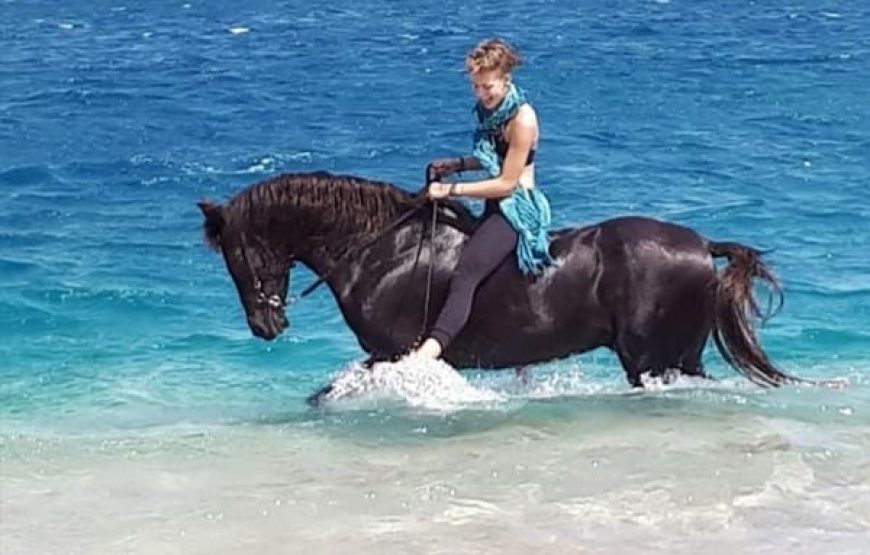 Dahab: Horse Riding