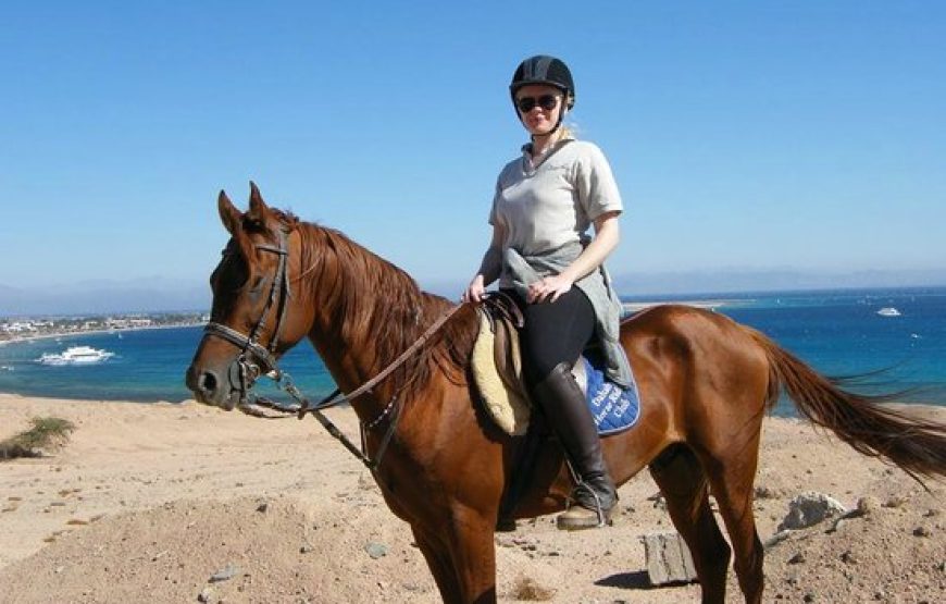 Dahab: Horse Riding