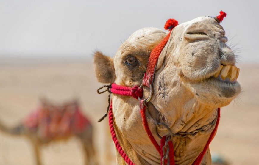 El Gouna: Buggy Safari With Bedouin Village And BBQ Dinner