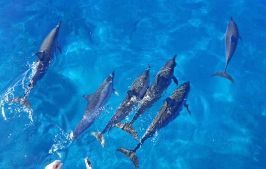 Hurghada: Sunrise Quad Bike Adventure And Giftun Island Snorkeling Trip