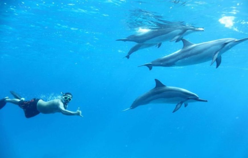 Soma Bay: Dolphin House Snorkeling Day Tour With Lunch And Drinks