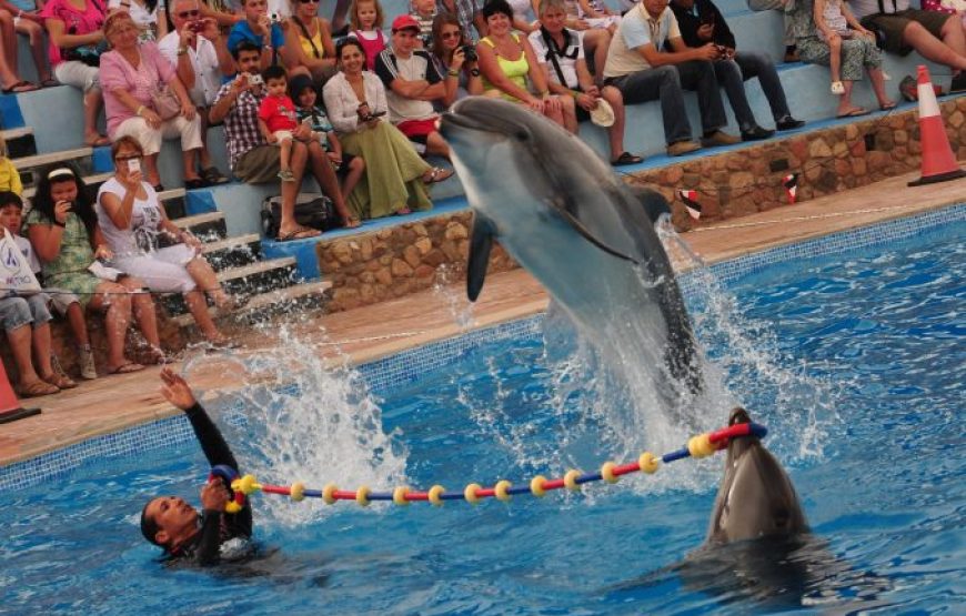 Hurghada: 2 In 1 Trip Dolphin World Show And Mini Egypt Park