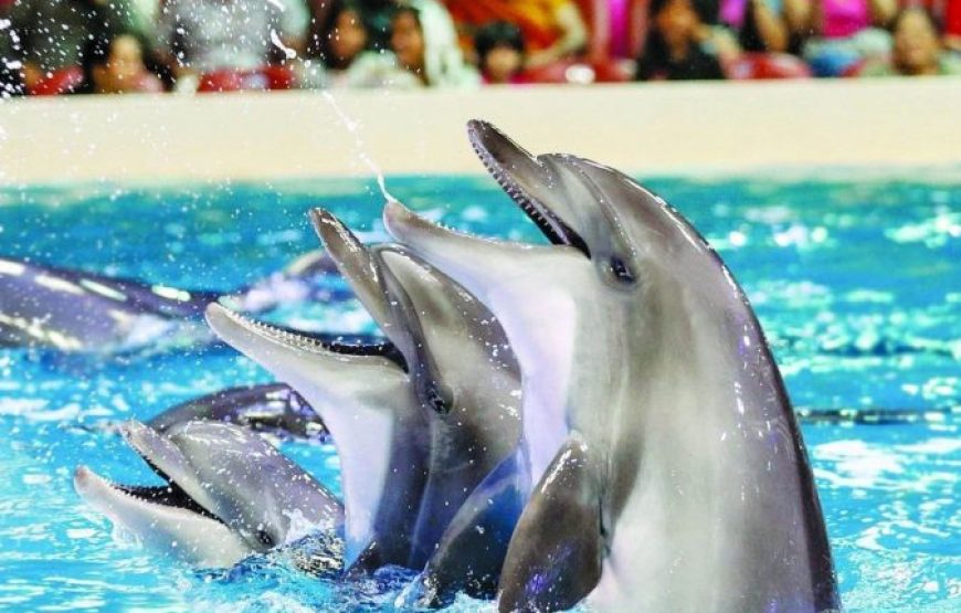 Sharm El Sheikh: Dolphin Swimming Tour
