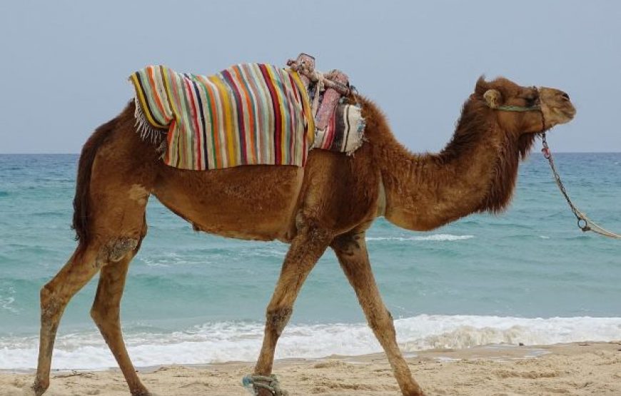 Dahab: Colored Canyon And Blue Hole Day Trip
