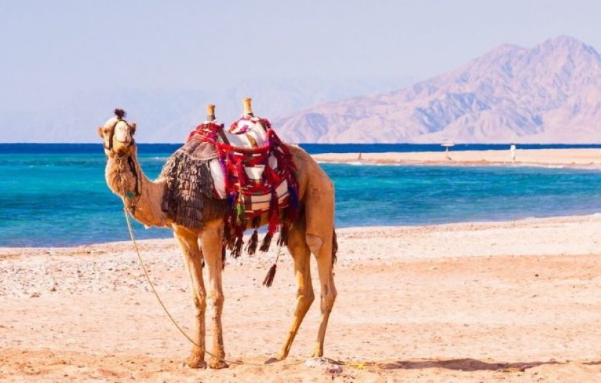 Sharm El Sheikh: Sunrise Quad Biking And Snorkeling Trip